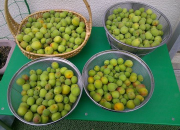 DSCF0665